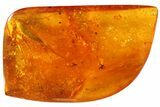 Phenomenal Fossil Bristletail (Archaeognatha) In Baltic Amber #81775-1